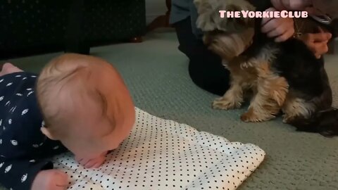 Yorkie gives baby kisses
