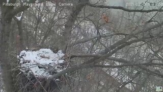 Hays Eagles Dad and Mom beautiful flyoff of the nest 2021 02 03 10:27AM