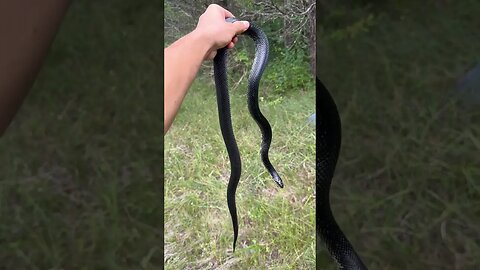 GIANT Black kingsnake!!! #herping #snakes #shorts