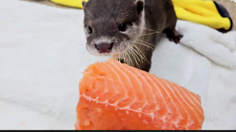 Have you ever given a baby otter a whole salmon the size of your own body?...?!