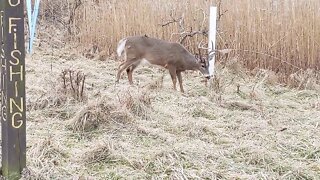 Tame deer at Tifft