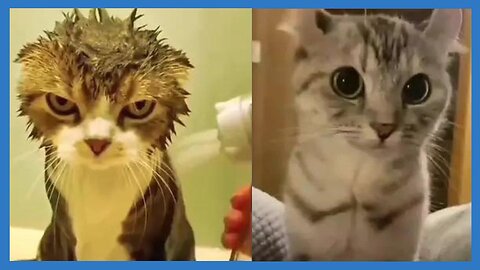 The Funniest Cats Caught on Camera🤣