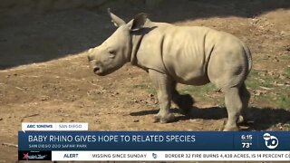 Baby rhino gives hope to related species