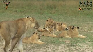 LIONS: Following The Pride 17: Moving Into The Shade