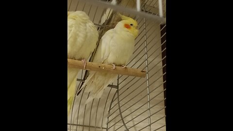 Cockatiel chicks just chillin in the house