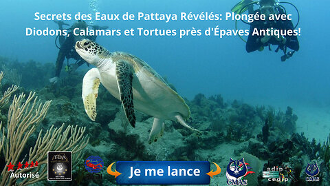 🤿 Secrets des Eaux de Pattaya Révélés: Plongée avec Diodons, Calamars et Tortues près d'Épaves!
