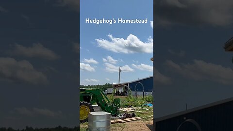 Funny video #hedgehogshomestead