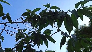 Fruit trees in our yard, Nectarine, peach, plum and more. 27th September 2020