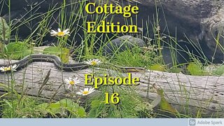 Cottage Edition EP 16 More chores to do