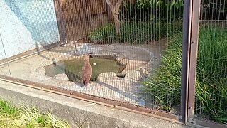 Idk the name of this bird(I think it was crane) in Ueno Park Zoo