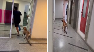 Limping Dog Hilariously Imitates Injured Owner