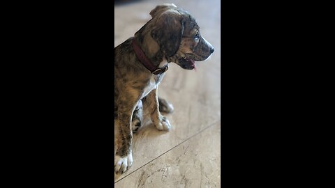 Richie the Plott Hound