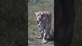 Wildlife Sightings Today 21/09/22 (Lions, Cheetah, etc) | Lalashe Maasai Mara | #shorts