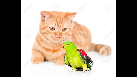 fight between parrot and cat