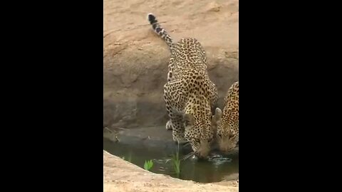 Thirsty Leopards