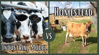 How Does a Family Milk Cow Compete Against an Industrial Dairy Farm