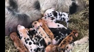 12 Baby Pigs!!!!!