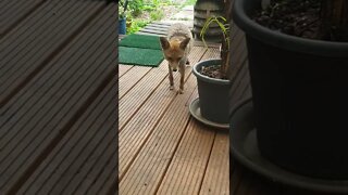 🦊Ajax the urban #fox makes a rare early morning visit to our back door to say hello !