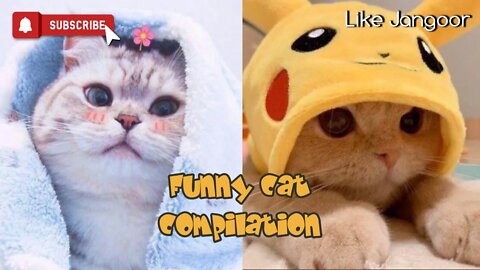 Funiest Cat - Cute and Funny Baby Cat Videos Compilation 😹 #4