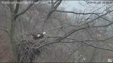Hays Eagles Mom and Dad fly in for stick wars 2021 01 08 954am