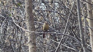 Female Cardinal sharing feeder with Chickadee