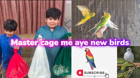 Master cage me aye new birds 🐔 🐧