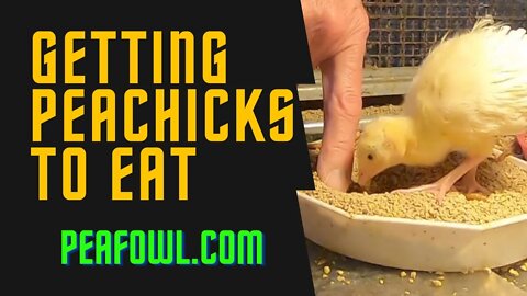 Getting Peachicks To Eat, Peacock Minute, peafowl.com