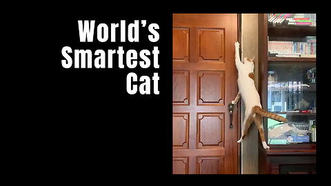 World's Smartest Cat