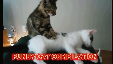 FUNNY CAT COMPILATION (HILARIOUS!!)