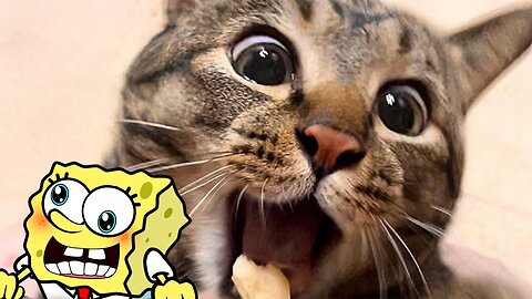 Funniest Cats And Dogs Videos 😁 - Best Funny Animal Videos 2023 😅 - Woa Doodles