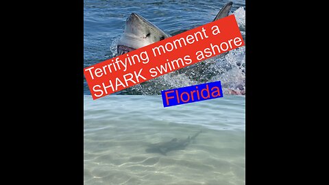 Terrifying moment a SHARK swims ashore #4K