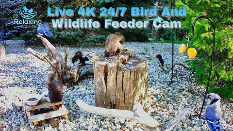 LIVE 4K 24/7 Bird And Wildlife Feeder Cam [Now With Audio]