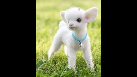 Cutest baby animals Videos Compilation Cute moment of the Animals - Cutest Animals #4 22M views