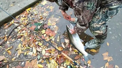 Three casts, three steelhead hooked and landed