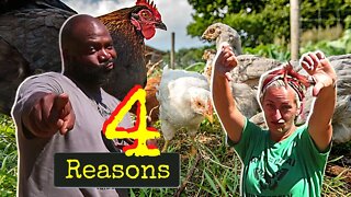 4 Reasons Why We Don't Free Range Our Chickens