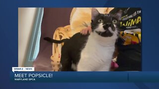 Popsicle the cat is up for adoption at the Maryland SPCA