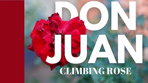 Adding a New Rose to the Collection | Don Juan Climbing Rose
