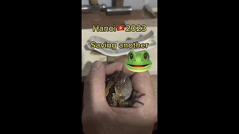 Saving a frog🇻🇳 #frog #saving animal #hansen #vietnam #hanoi #ech