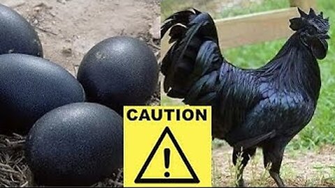 Bogus Bird Flu, Millions of Chickens and Eggs Destroyed. Food Chain Attack. Rebel Call 4-4-2024