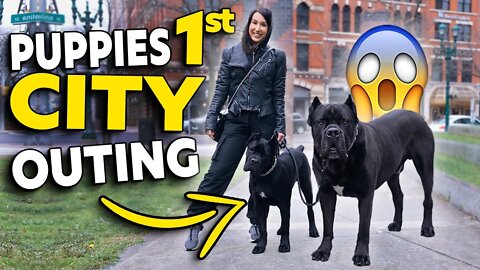 Puppy Cane Corso 1st TIME In The City! RAW Video