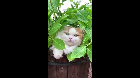 wild cat in jungle(Super cute)