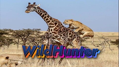 Wild Hunter in jungle | Discovery Wild