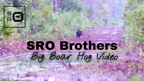 SRO Brothers Big Boar Hog Video
