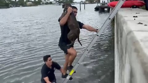 Dog rescued after falling into bay at Miami Beach