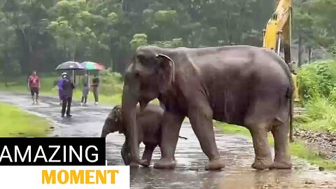 Baby Elephant Separated From His Mom Cries For Help