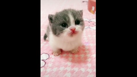 You will definitely smile seeing this cute kitten | gatto divertente 2021