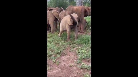 Baby Elephant Funny #animals