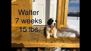 St Bernards weekly weigh in- Baby Walter grew up too fast