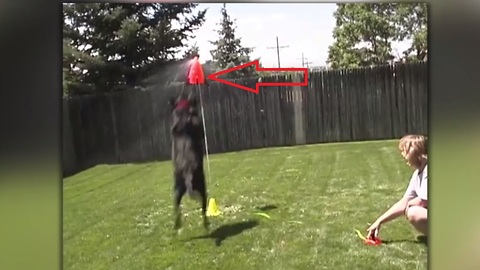 Dog learns to fetch something that's guaranteed to make you laugh!