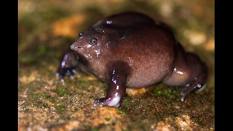 "Discovering the Rare Purple Frog: Nature's Hidden Gem"